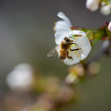 Ulmer Spatzennest * Ulma