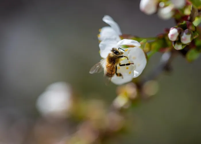 Ulmer Spatzennest * Ulma